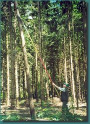 Wertastung